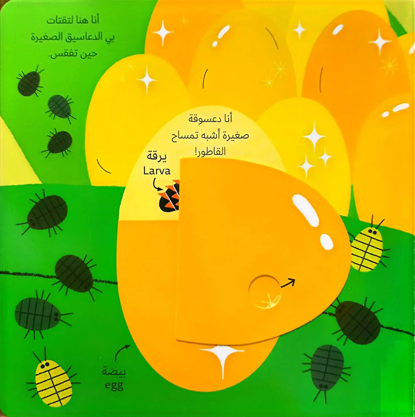 عالمي الصغير الأخضر ( الدعسوقة )